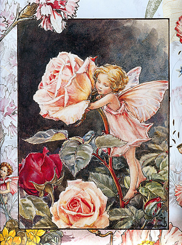 The Rose Fairy